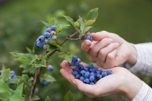 OSU Researcher Discovers Substance In Blueberry Leaves That Adds Shelf Life