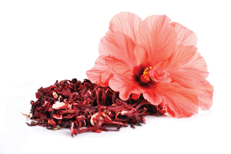 Hibiscus