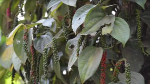 Nature’s Formulary and Social Responsibility: Forest of India