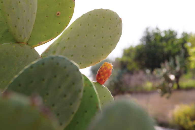 Opuntia ficus indica