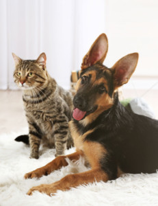 Global Pet Supplements Market to Reach $2.75 Billion by 2027