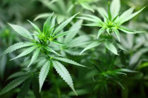 U.S. House of Representatives Approves Cannabis Banking Bill