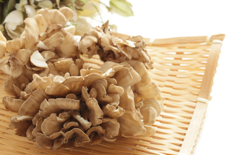 Maitake Extract