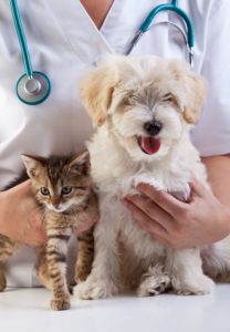 Pet Veterinary Supplements Market – Growth, Trends, COVID-19 Impact and Forecasts