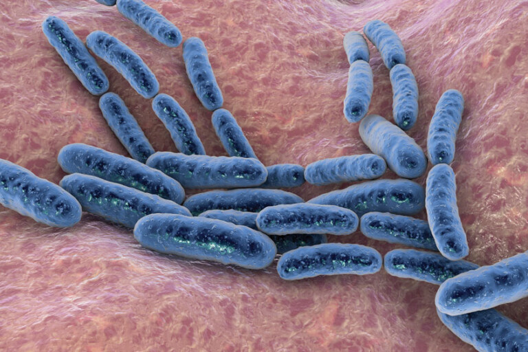 Lactobacillus plantarum