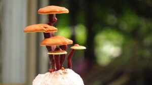 Nammex Files Citizen Petition With FDA Over Mushroom Product Labeling