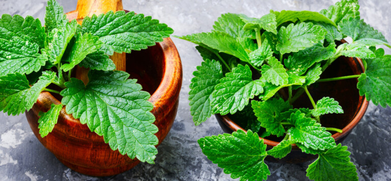 Herbs for Mood Support