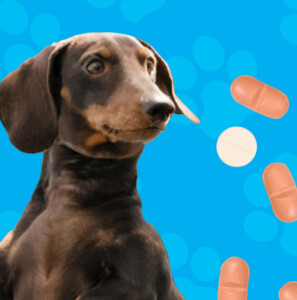 Pawsome Products: Emerging Trends in Pet Health Supplements