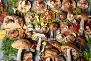 New Clinical Study Highlights Immune Response of Mushroom Mycelium Blend