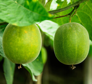Sweetening the Deal With Monk Fruit