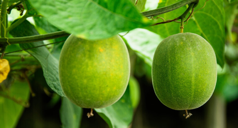 Monk Fruit