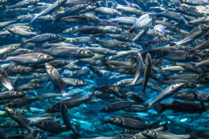 El Niño Disrupts Global Omega-3 Fish Oil Supply Chain