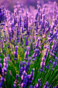 NOW Tests Lavender Essential Oils Sold on Amazon, Majority Failed